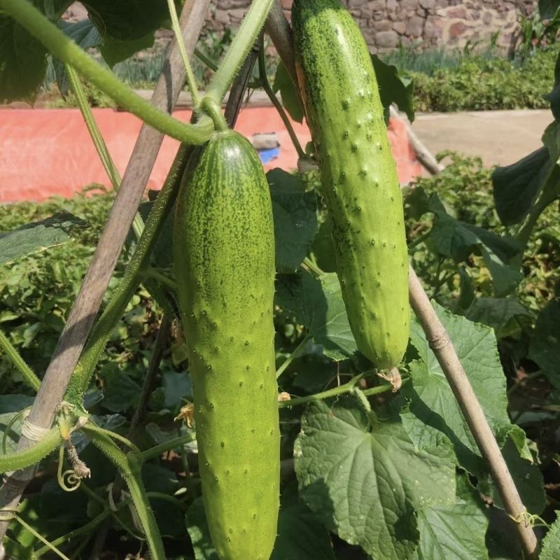 渤园808水果黄瓜种子强雌早熟短棒绿肉清香脆甜节节有瓜