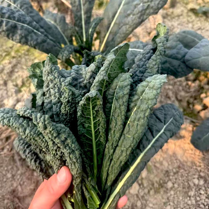 蓝羽甘蓝种子叶用蓝绿色皱叶羽衣甘蓝种籽可阳台盆栽食用观赏