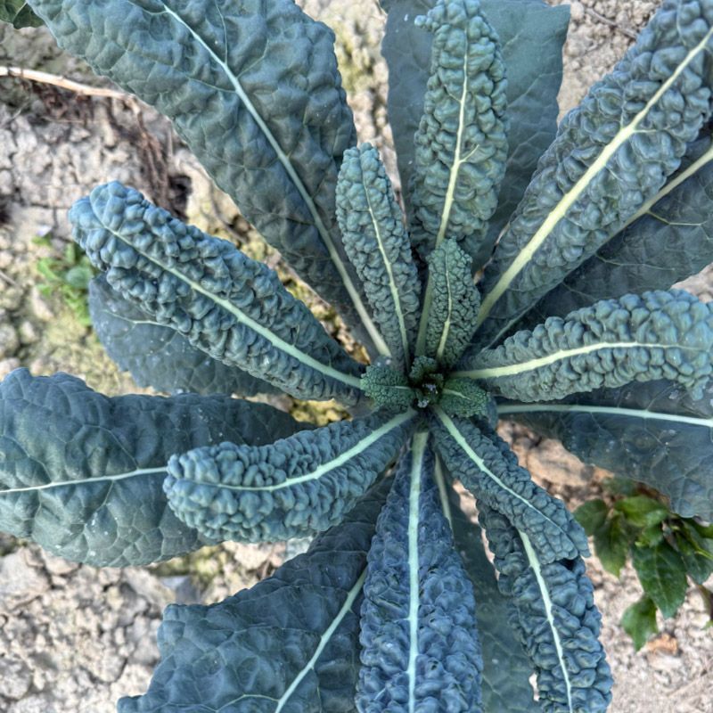 蓝羽甘蓝种子叶用蓝绿色皱叶羽衣甘蓝种籽可阳台盆栽食用观赏