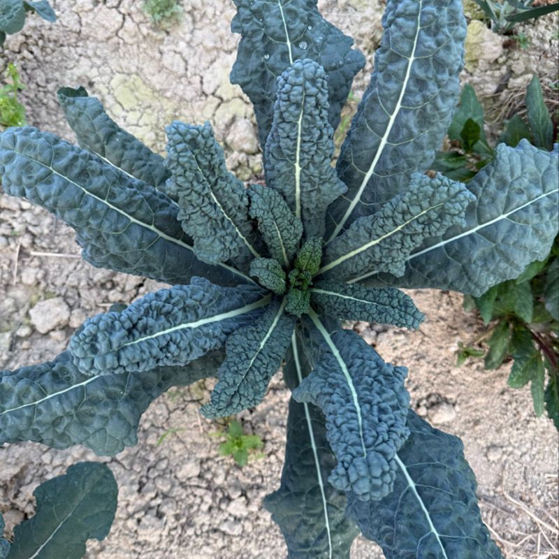蓝羽甘蓝种子叶用蓝绿色皱叶羽衣甘蓝种籽可阳台盆栽食用观赏