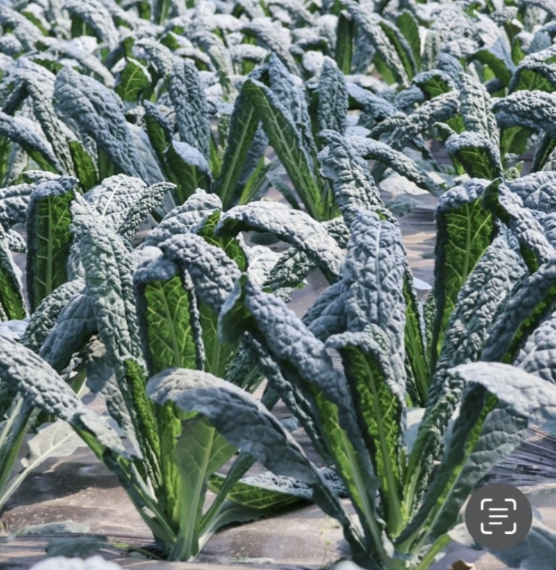 蓝羽甘蓝种子叶用蓝绿色皱叶羽衣甘蓝种籽可阳台盆栽食用观赏