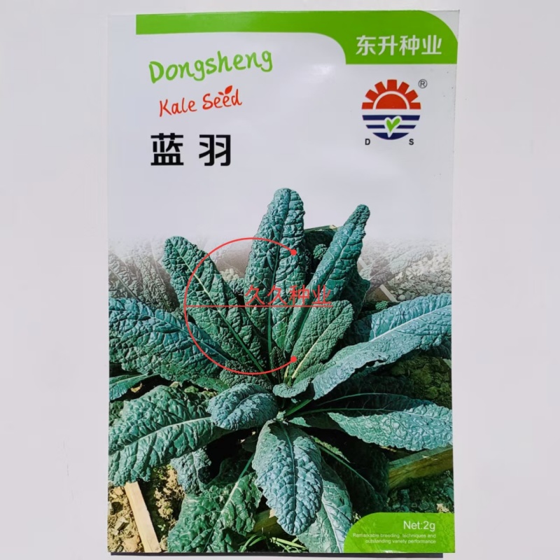 蓝羽甘蓝种子叶用蓝绿色皱叶羽衣甘蓝种籽可阳台盆栽食用观赏