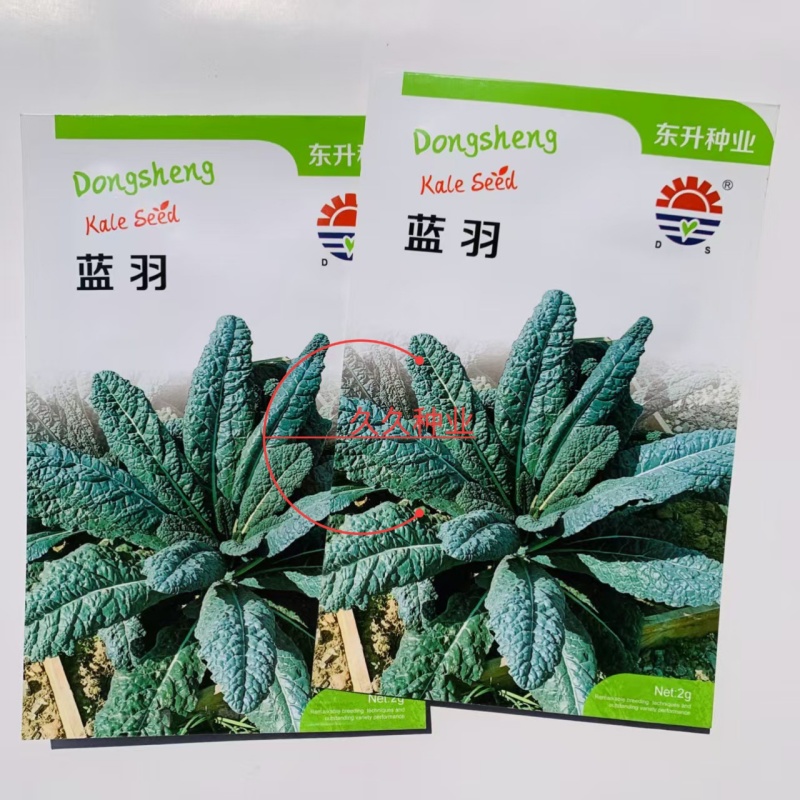 蓝羽甘蓝种子叶用蓝绿色皱叶羽衣甘蓝种籽可阳台盆栽食用观赏