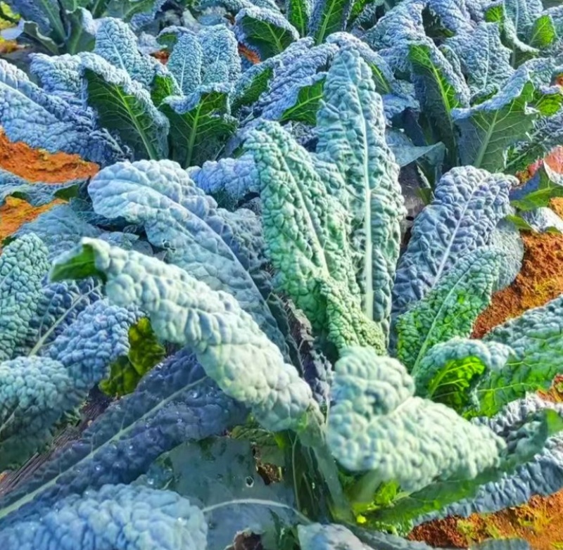 蓝羽甘蓝种子叶用蓝绿色皱叶羽衣甘蓝种籽可阳台盆栽食用观赏