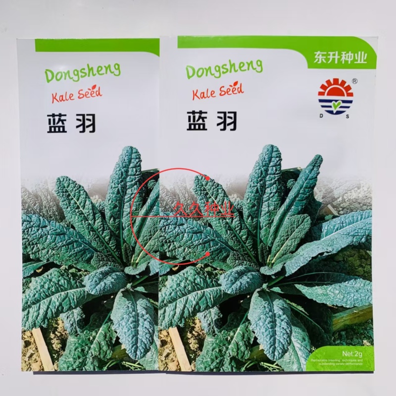 蓝羽甘蓝种子叶用蓝绿色皱叶羽衣甘蓝种籽可阳台盆栽食用观赏