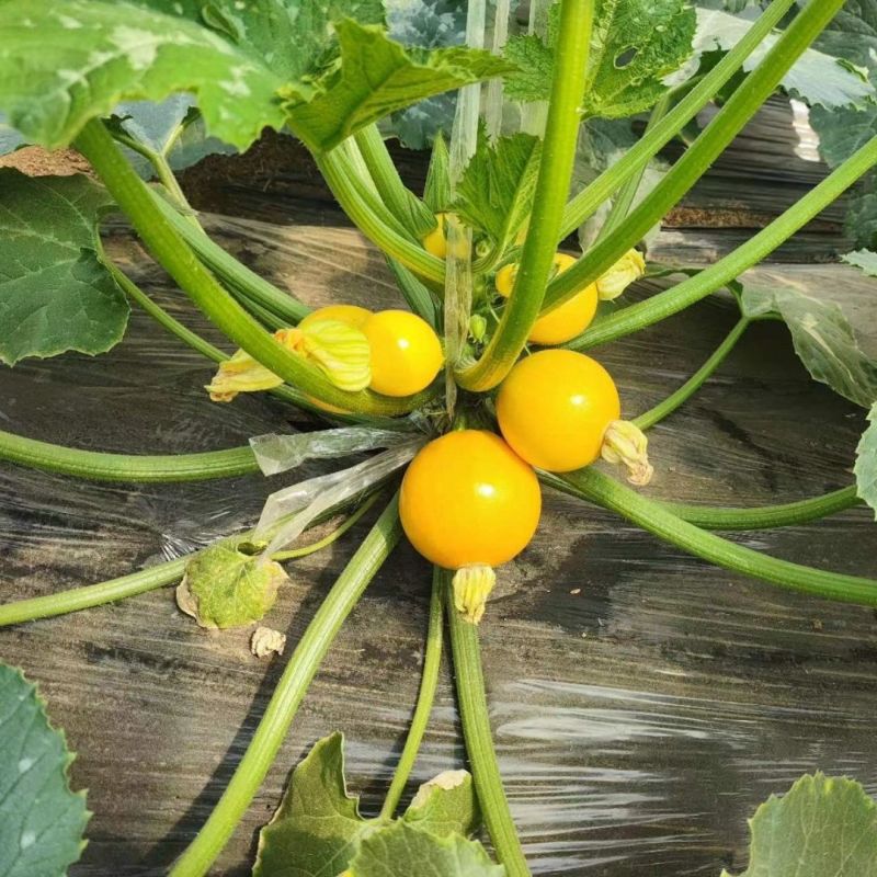 多宝西葫芦种子黄皮西葫芦种孑菜葫芦籽耐寒抗病