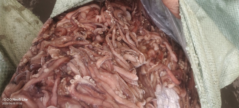 鱿鱼须大量供应，价格不贵，适合各种，大型食堂学校，自助餐