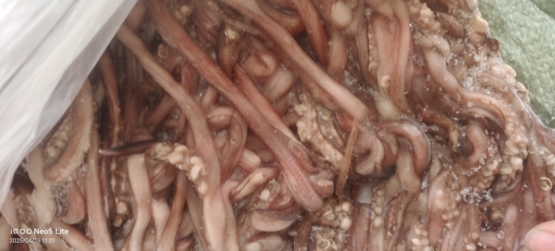鱿鱼须大量供应，价格不贵，适合各种，大型食堂学校，自助餐
