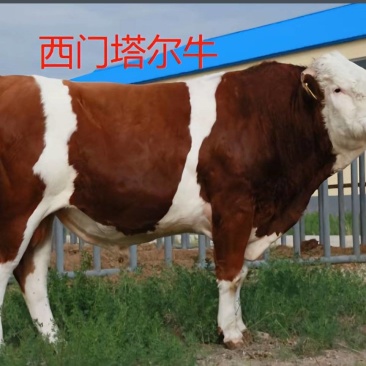 散养肥公牛