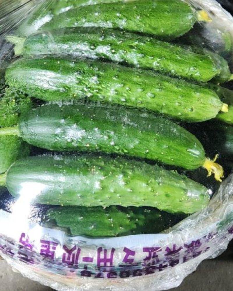 旱黄瓜