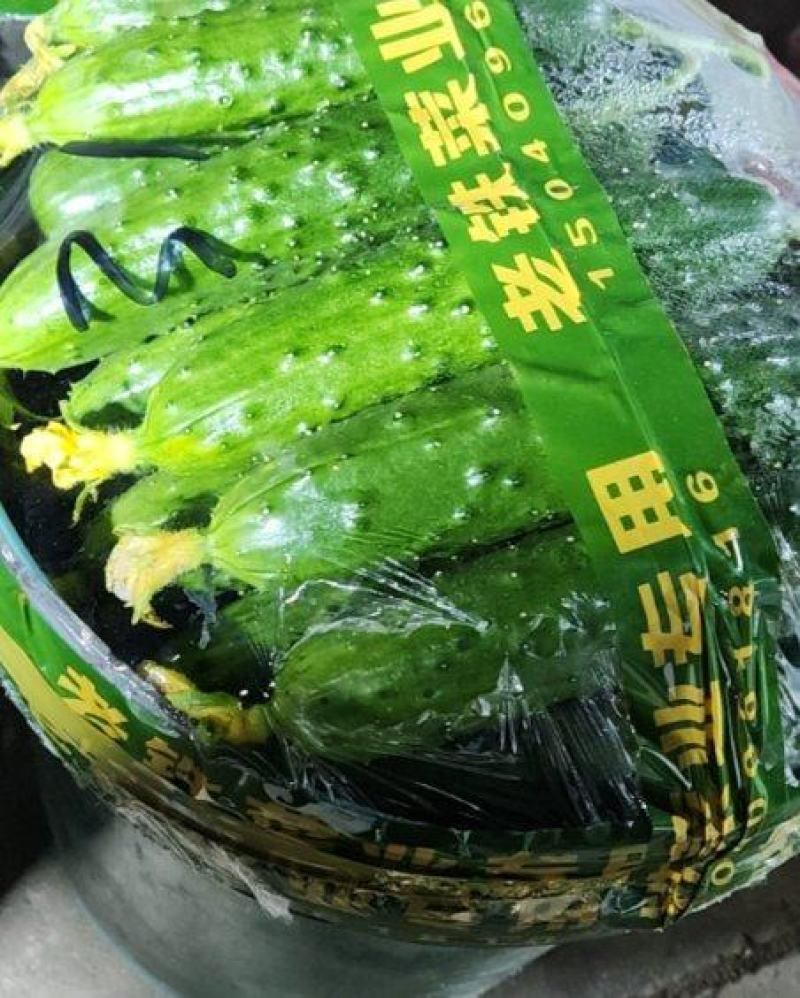 旱黄瓜