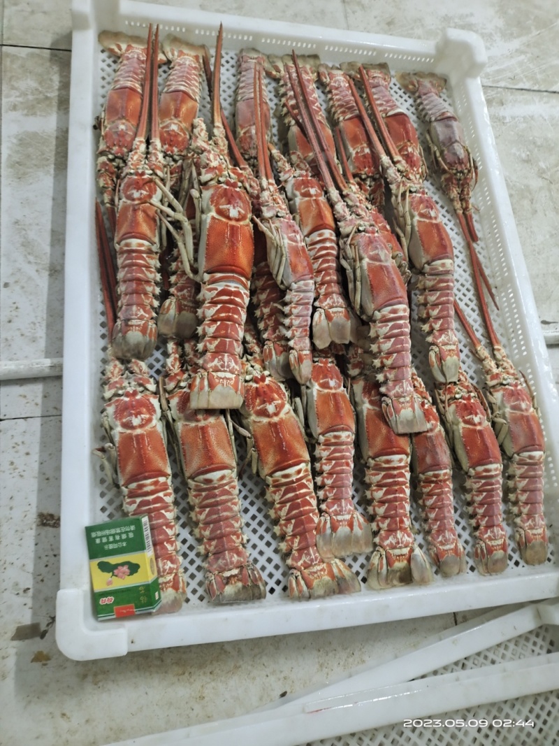 红龙虾