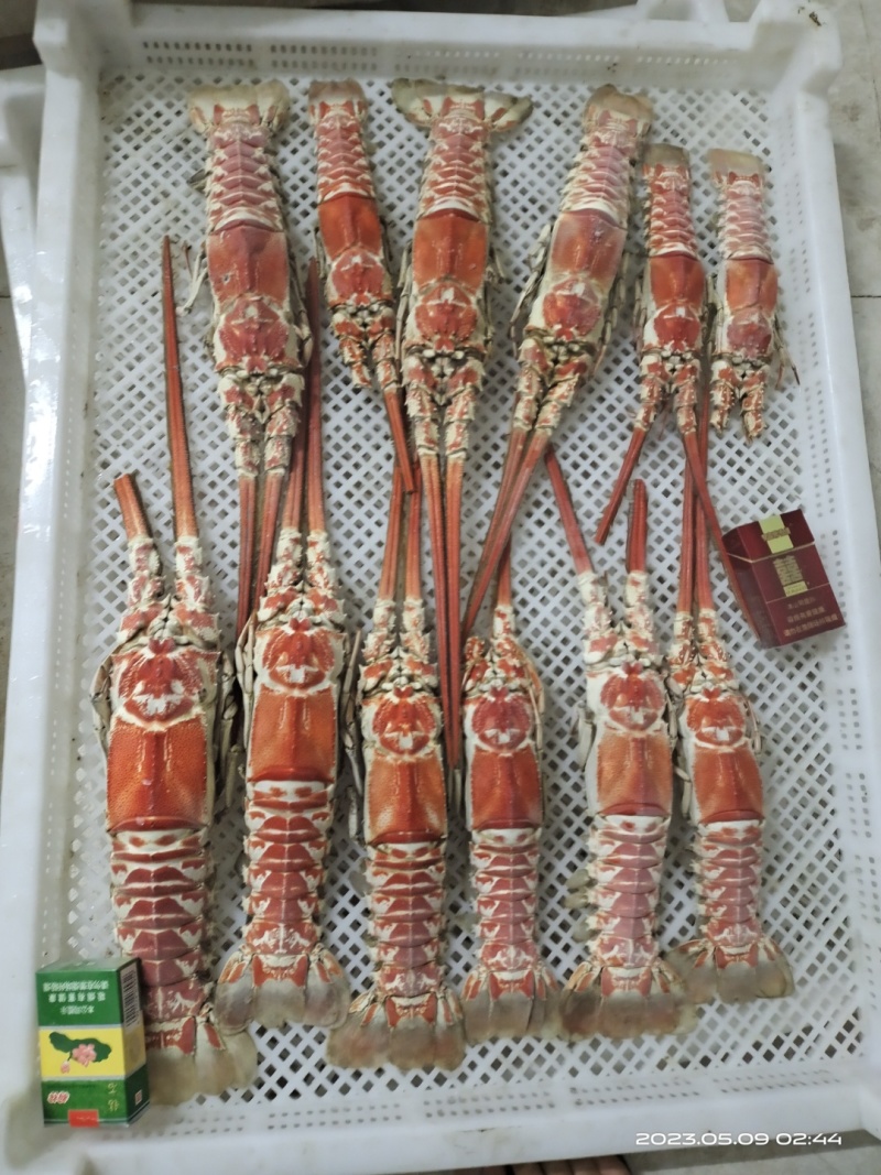 红龙虾
