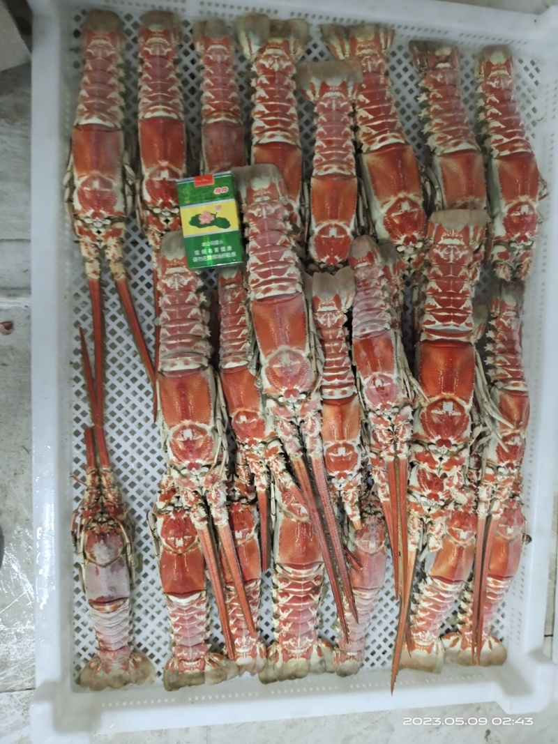 红龙虾