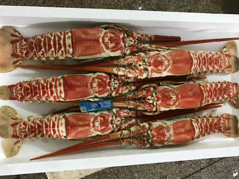 红龙虾