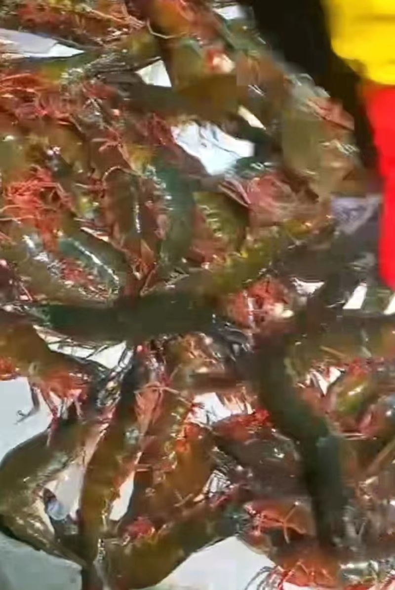 北海市产基围虾批发