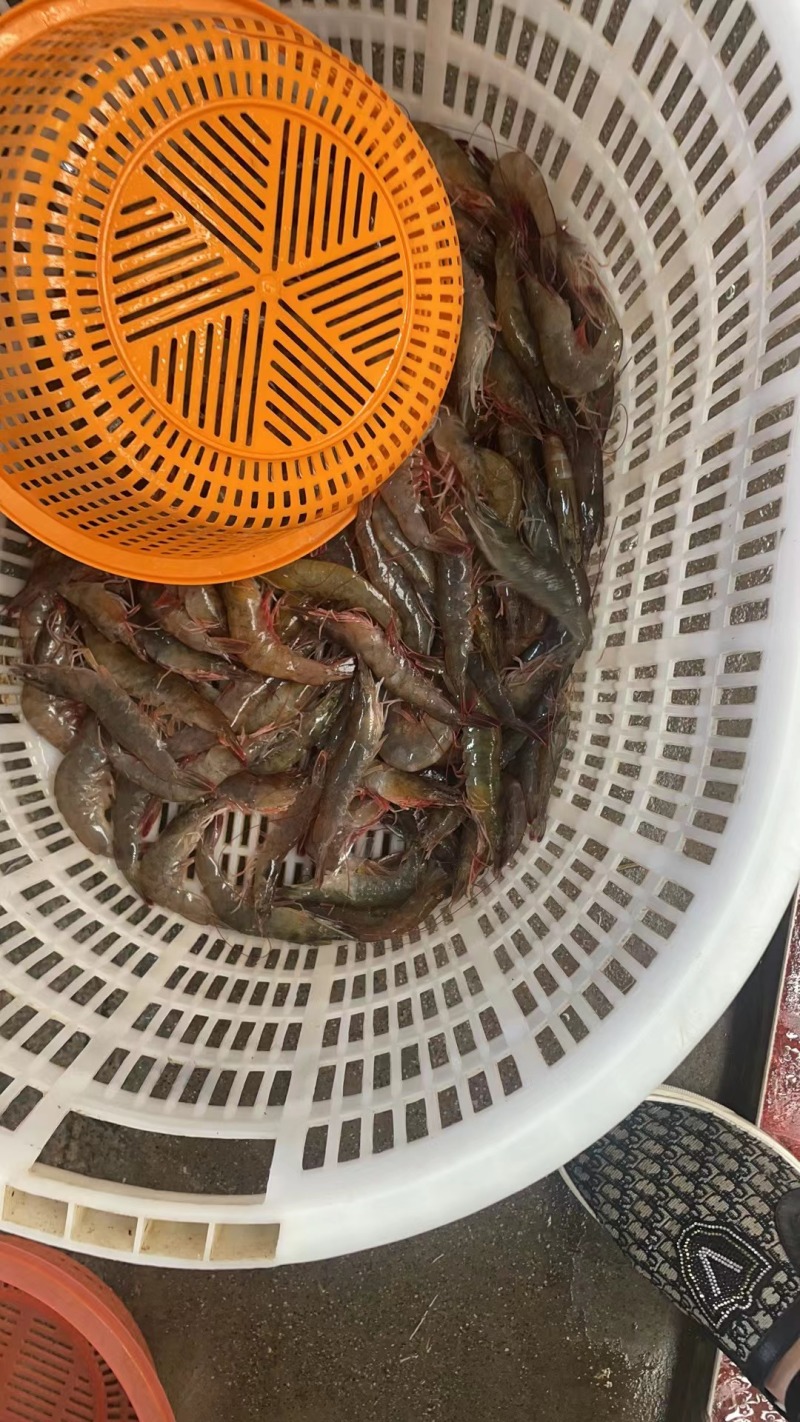 北海市产基围虾批发