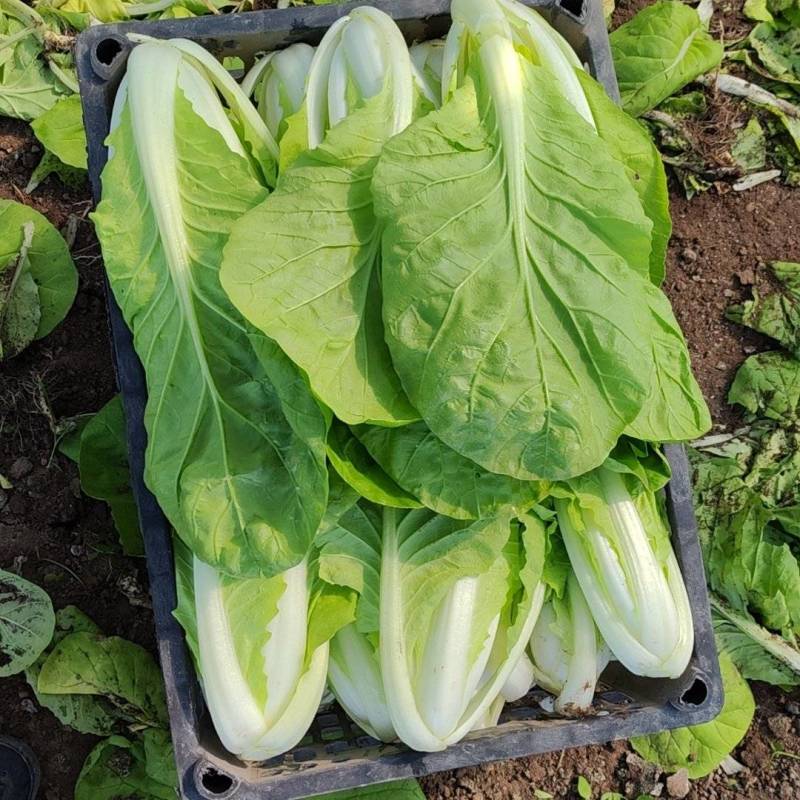 精品快菜