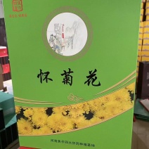优质怀菊花汤汁厚浓香，去肝火，自饮或送礼之佳品，一件代发
