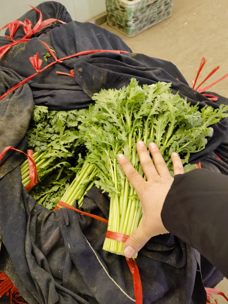 小叶茼蒿茼蒿精品蔬菜基地直发一手货源欢迎各位