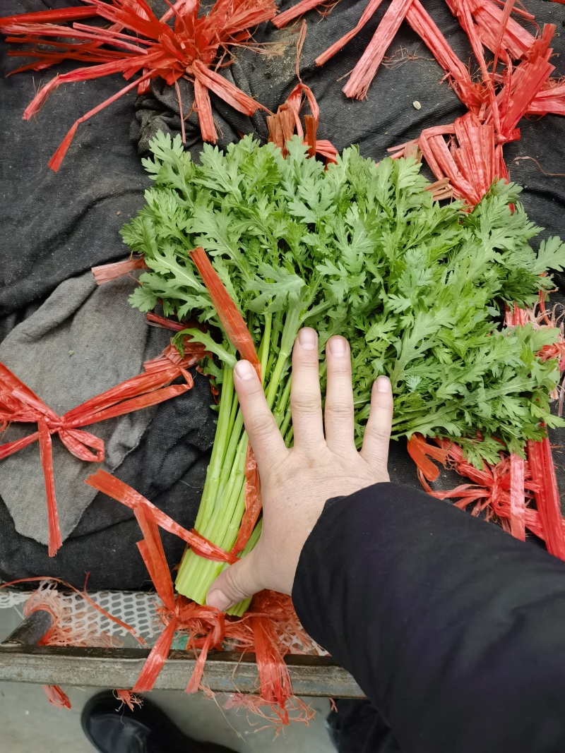 精品小叶茼蒿茼蒿青海产地直发新鲜品质好货源稳定