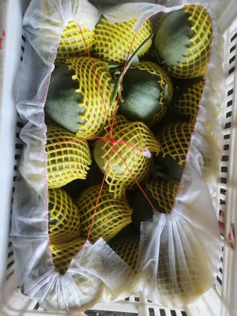 羊角蜜大量上市