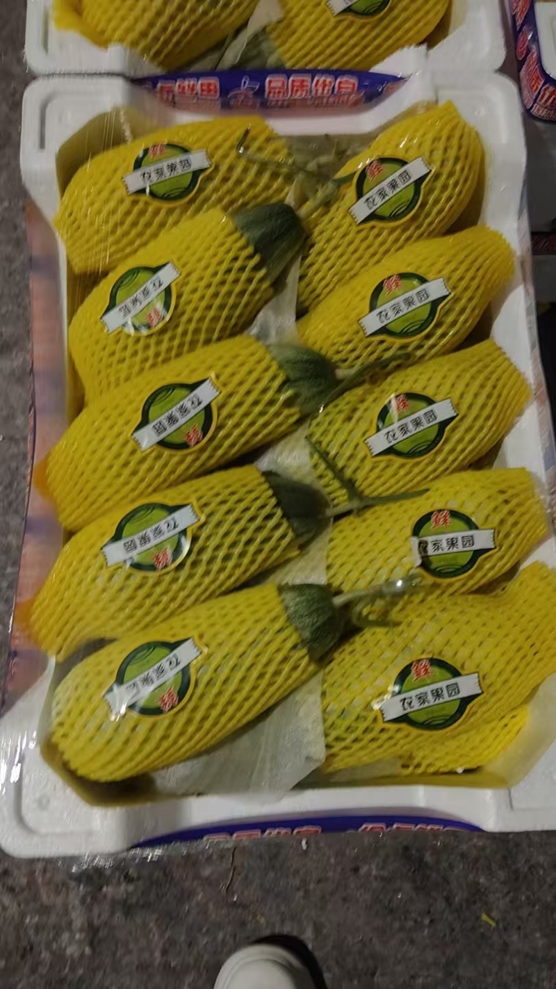 羊角蜜大量上市