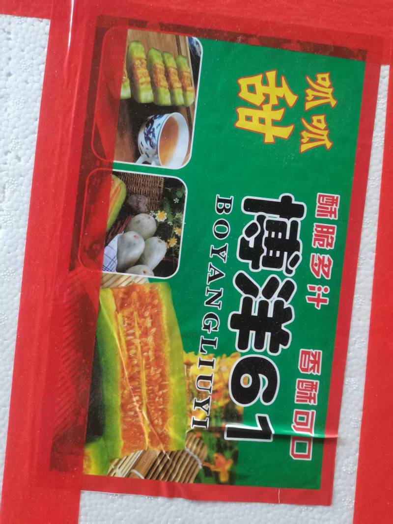 羊角蜜大量上市