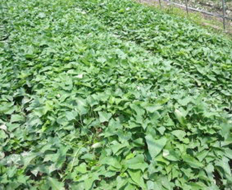 红薯苗基地红薯苗批发红薯苗产地直销