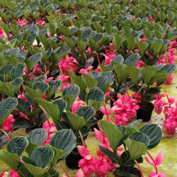 年宵花，进口宝莲灯，带花苞发货，基地供货支持一件代发