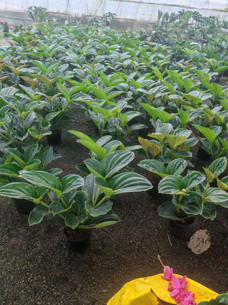 年宵花，进口宝莲灯，带花苞发货，基地供货支持一件代发