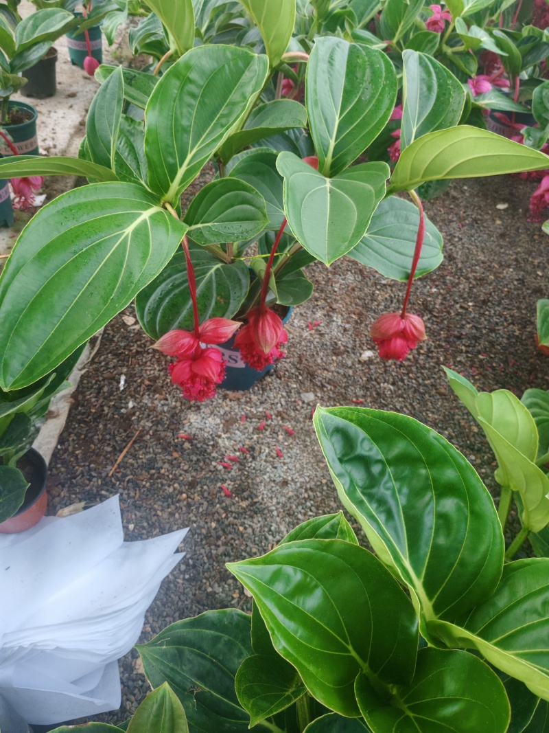 年宵花，进口宝莲灯，带花苞发货，基地供货支持一件代发