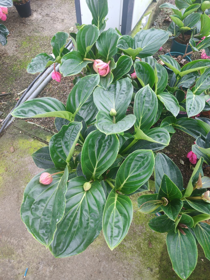 年宵花，进口宝莲灯，带花苞发货，基地供货支持一件代发
