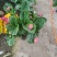 年宵花，进口宝莲灯，带花苞发货，基地供货支持一件代发
