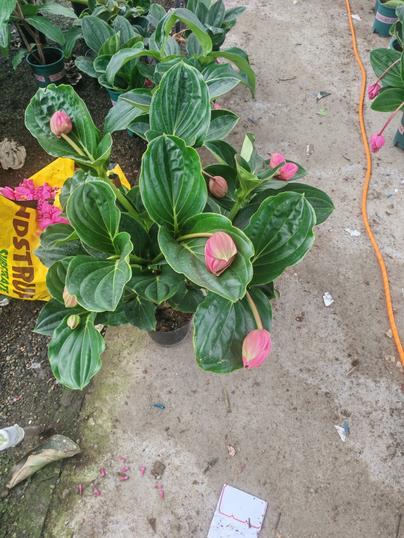 年宵花，进口宝莲灯，带花苞发货，基地供货支持一件代发