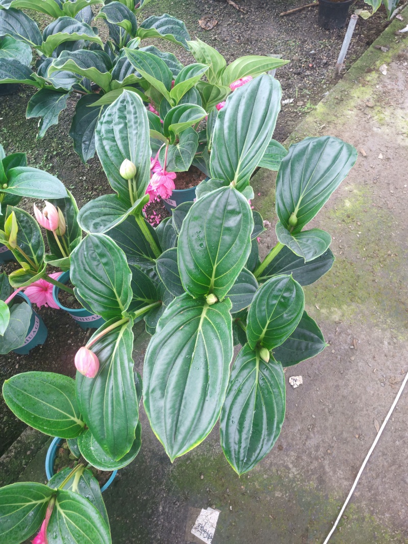 年宵花，进口宝莲灯，带花苞发货，基地供货支持一件代发