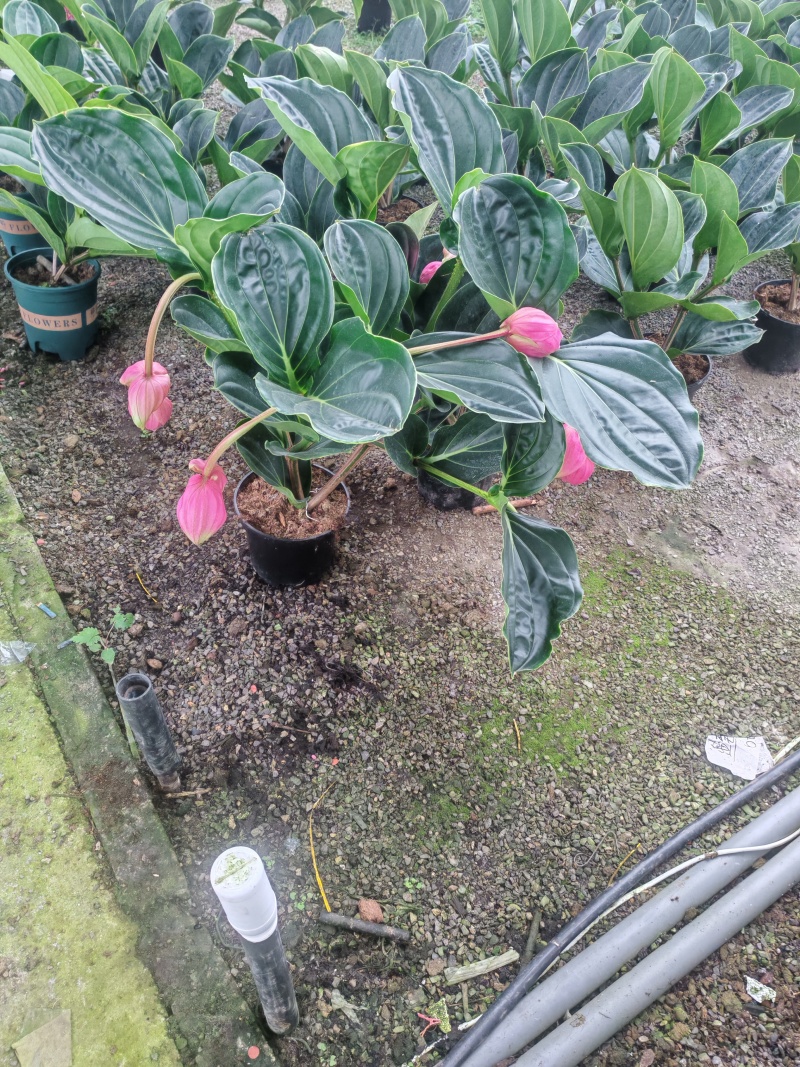 年宵花，进口宝莲灯，带花苞发货，基地供货支持一件代发