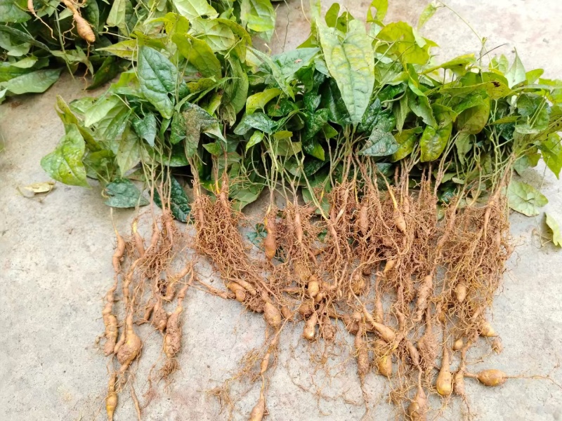 二代驯化金果榄苗易成活可提供种植技术包邮量大从优