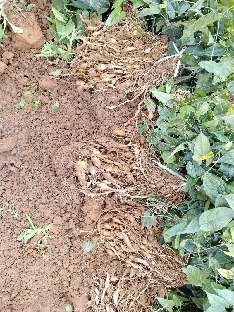 二代驯化金果榄苗易成活可提供种植技术包邮量大从优
