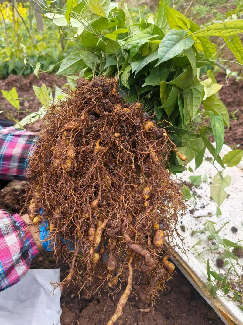 二代驯化金果榄苗易成活可提供种植技术包邮量大从优