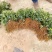 二代驯化金果榄苗易成活可提供种植技术包邮量大从优