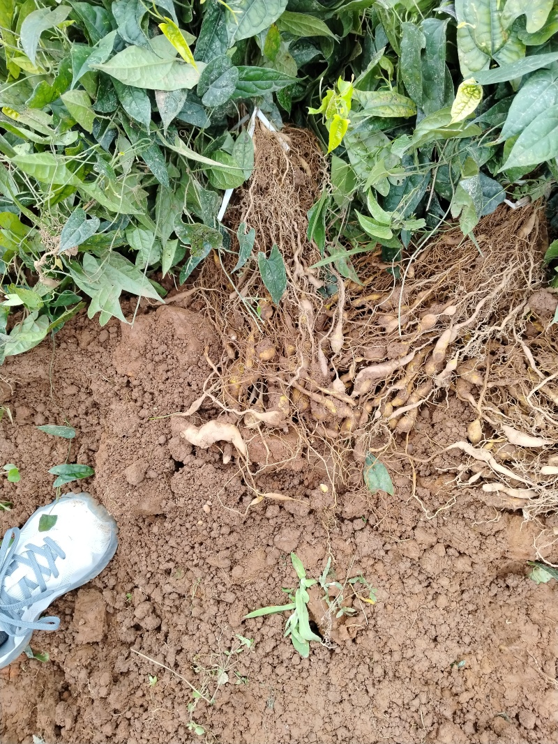 二代驯化金果榄苗易成活可提供种植技术包邮量大从优