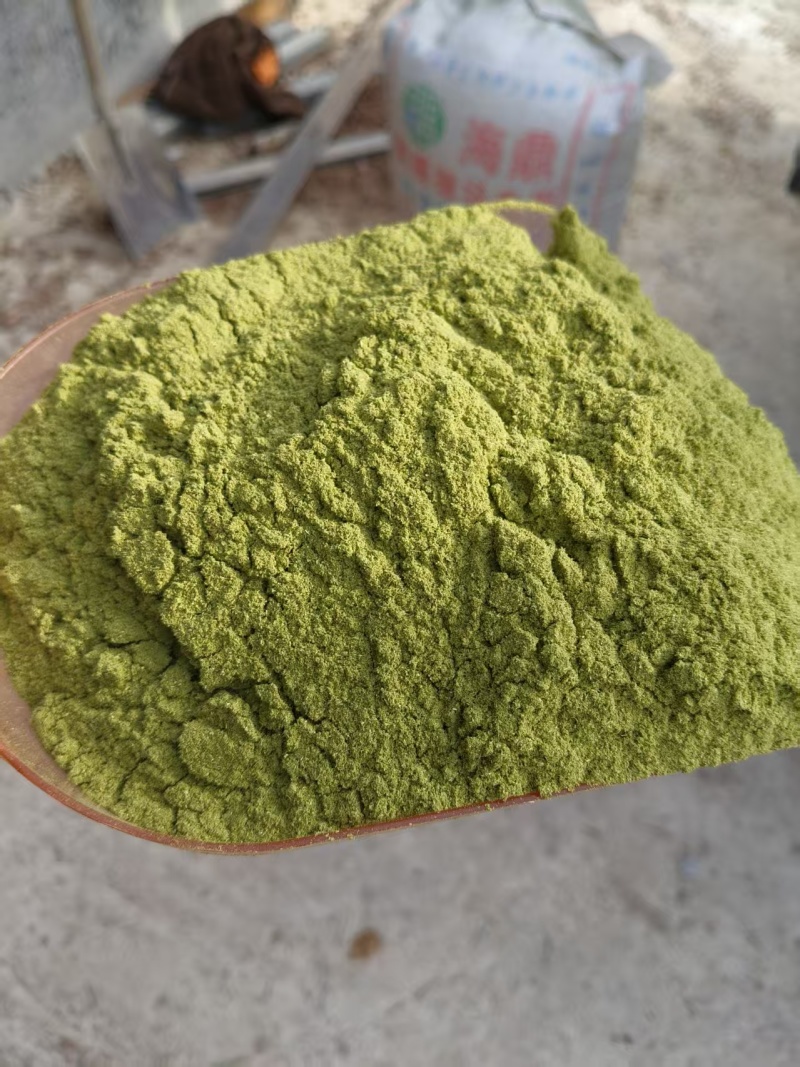 80目侧柏叶粉质量保证量大从优诚信经营欢迎咨询