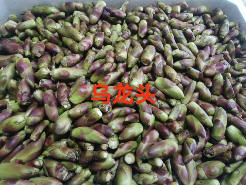 刺嫩芽，乌龙头，大量有货，需要的老板赶紧联系