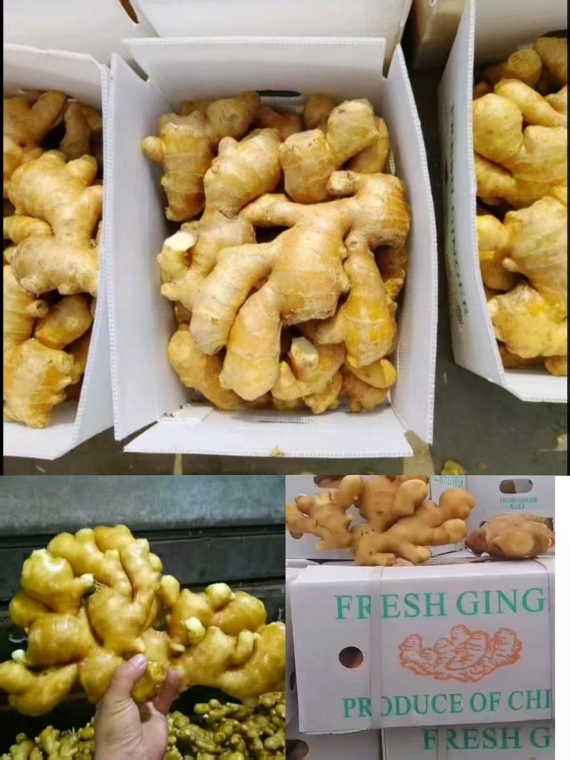 山东大姜【出口迪拜各国】烘干姜水洗姜/加工出口/市场商超
