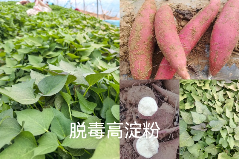 出售高淀粉～脱毒红薯苗！商薯苗！基地直发，保证品质！