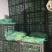 精品意大利生菜生菜对接各大市场商超电商加工厂火锅店