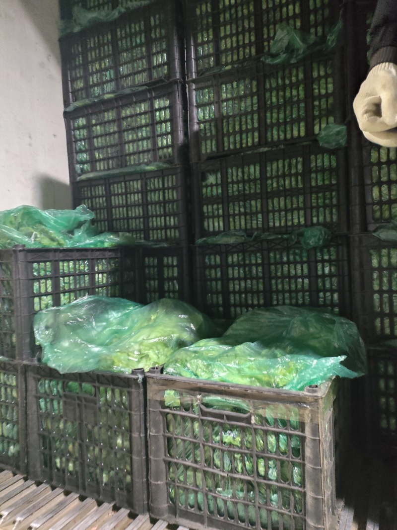 精品意大利生菜生菜对接各大市场商超电商加工厂火锅店