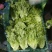 精品意大利生菜生菜对接各大市场商超电商加工厂火锅店