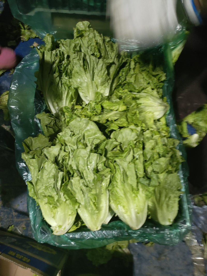 精品意大利生菜生菜对接各大市场商超电商加工厂火锅店